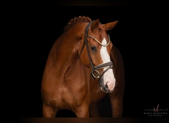 Hanoverian, Mare, 5 years, 16,1 hh, Chestnut-Red