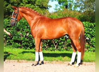 Hanoverian, Mare, 5 years, 16,1 hh, Chestnut-Red