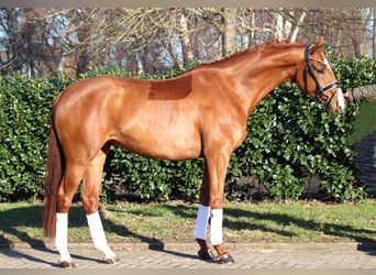Hanoverian, Mare, 5 years, 16,1 hh, Chestnut-Red