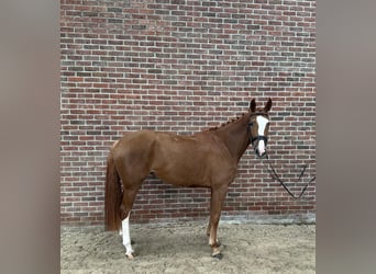Hanoverian, Mare, 5 years, 16,1 hh, Chestnut-Red