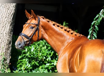 Hanoverian, Mare, 5 years, 16,1 hh, Chestnut-Red