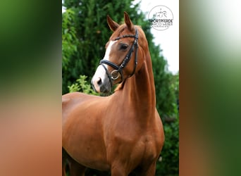 Hanoverian, Mare, 5 years, 16,1 hh, Chestnut-Red