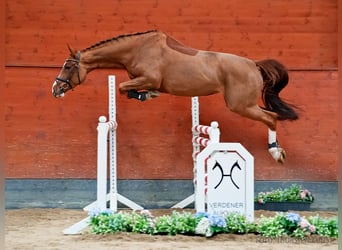 Hanoverian, Mare, 5 years, 16,1 hh, Chestnut-Red