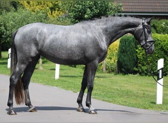 Hanoverian, Mare, 5 years, 16,1 hh, Grey-Dapple