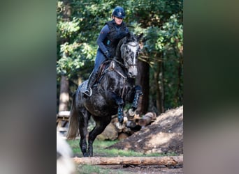 Hanoverian, Mare, 5 years, 16,1 hh, Grey-Dapple