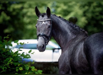 Hanoverian, Mare, 5 years, 16,1 hh, Grey-Dapple