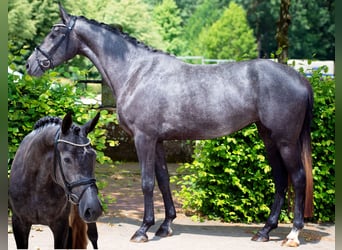 Hanoverian, Mare, 5 years, 16,1 hh, Grey-Dapple