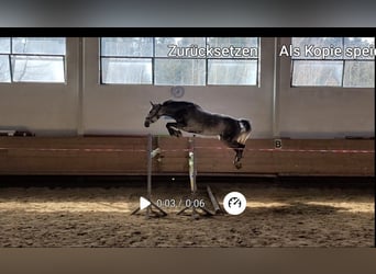 Hanoverian, Mare, 5 years, 16,1 hh, Grey-Dapple