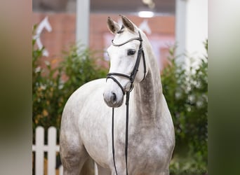 Hanoverian, Mare, 5 years, 16,1 hh, Grey