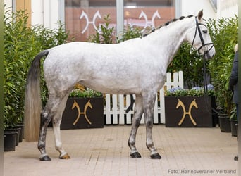 Hanoverian, Mare, 5 years, 16,1 hh, Grey