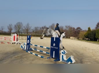 Hanoverian, Mare, 5 years, 16,1 hh, Grey