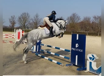 Hanoverian, Mare, 5 years, 16,1 hh, Grey