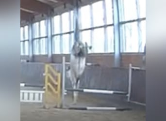 Hanoverian, Mare, 5 years, 16,1 hh, Grey