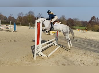Hanoverian, Mare, 5 years, 16,1 hh, Grey