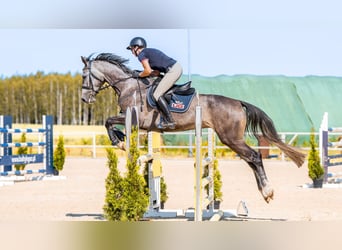 Hanoverian, Mare, 5 years, 16,1 hh, Grey