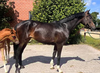 Hanoverian, Mare, 5 years, 16,1 hh, Smoky-Black