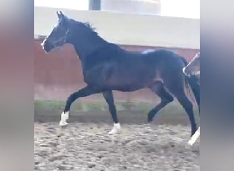 Hanoverian, Mare, 5 years, 16,1 hh, Smoky-Black