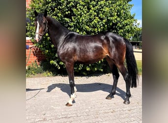 Hanoverian, Mare, 5 years, 16,1 hh, Smoky-Black