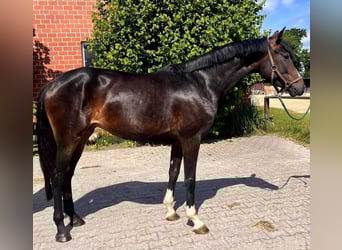 Hanoverian, Mare, 5 years, 16,1 hh, Smoky-Black