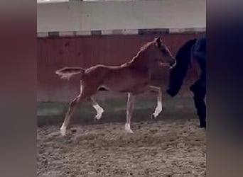 Hanoverian, Mare, 5 years, 16,1 hh, Smoky-Black