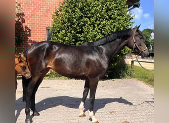 Hanoverian, Mare, 5 years, 16,1 hh, Smoky-Black
