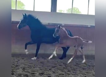 Hanoverian, Mare, 5 years, 16,1 hh, Smoky-Black