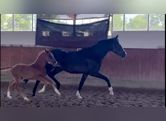 Hanoverian, Mare, 5 years, 16,1 hh, Smoky-Black