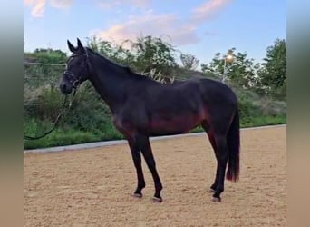 Hanoverian, Mare, 5 years, 16,1 hh, Smoky-Black