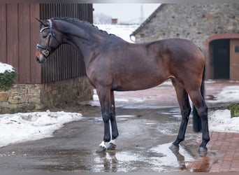 Hanoverian, Mare, 5 years, 16,2 hh, Bay-Dark