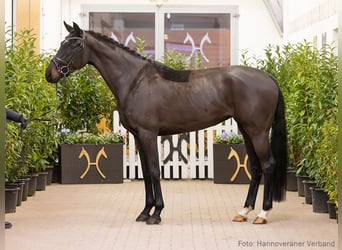 Hanoverian, Mare, 5 years, 16,2 hh, Bay-Dark