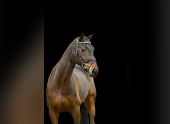 Hanoverian, Mare, 5 years, 16,2 hh, Bay-Dark