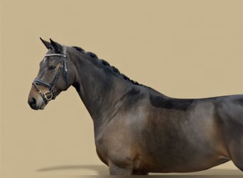 Hanoverian, Mare, 5 years, 16,2 hh, Bay-Dark