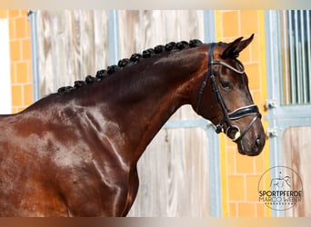 Hanoverian, Mare, 5 years, 16,2 hh, Bay-Dark