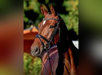 Hanoverian, Mare, 5 years, 16,2 hh, Bay-Dark