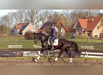 Hanoverian, Mare, 5 years, 16,2 hh, Black