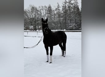 Hanoverian, Mare, 5 years, 16,2 hh, Black