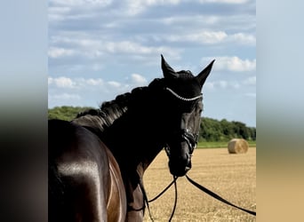 Hanoverian, Mare, 5 years, 16,2 hh, Black
