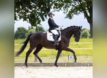 Hanoverian, Mare, 5 years, 16,2 hh, Black