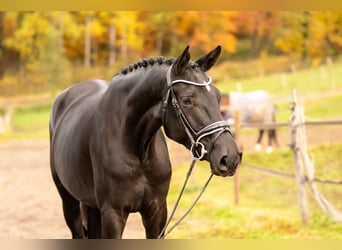 Hanoverian, Mare, 5 years, 16,2 hh, Black