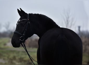Hanoverian, Mare, 5 years, 16,2 hh, Black