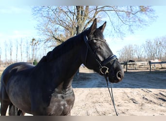 Hanoverian, Mare, 5 years, 16,2 hh, Black