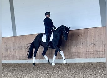 Hanoverian, Mare, 5 years, 16,2 hh, Black
