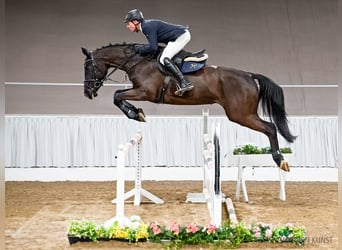 Hanoverian, Mare, 5 years, 16,2 hh, Black