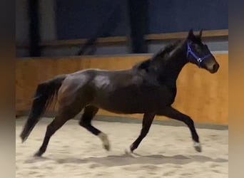 Hanoverian, Mare, 5 years, 16,2 hh, Brown