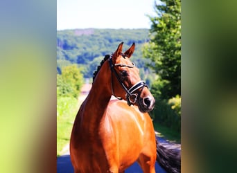 Hanoverian, Mare, 5 years, 16,2 hh, Brown