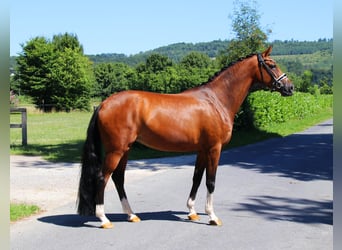 Hanoverian, Mare, 5 years, 16,2 hh, Brown