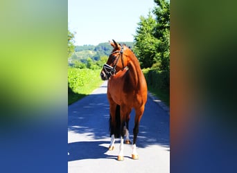 Hanoverian, Mare, 5 years, 16,2 hh, Brown