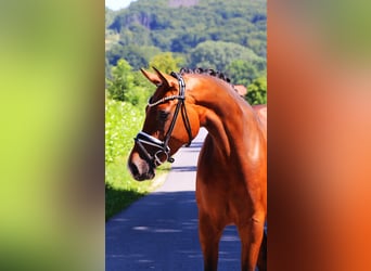 Hanoverian, Mare, 5 years, 16,2 hh, Brown