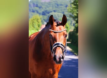 Hanoverian, Mare, 5 years, 16,2 hh, Brown