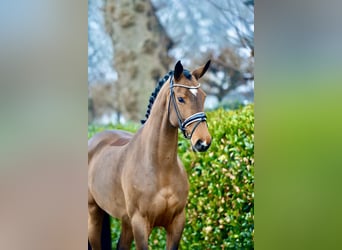 Hanoverian, Mare, 5 years, 16,2 hh, Brown